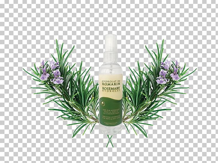 Rosemary Herbal Distillate Cosmetics Essential Oil PNG, Clipart, Argan Oil, Capelli, Cosmetics, Essential Oil, Face Free PNG Download