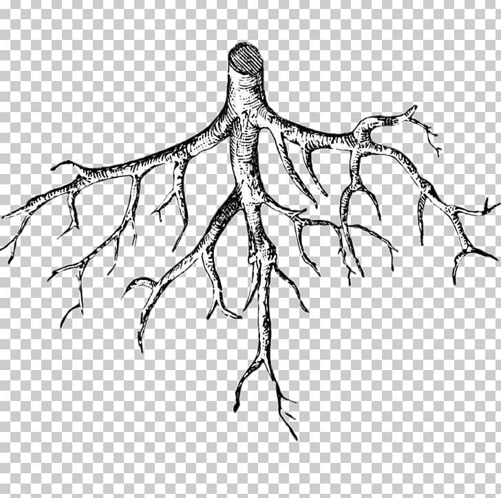 how to draw root system/draw tap root and fibrous root - YouTube