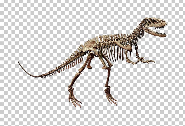 Tyrannosaurus Velociraptor Dinosaur Skeleton Shaximiao Formation PNG, Clipart, 3d Dinosaur Animal, Animal, Animal Figure, Bone, Dinosaur Free PNG Download