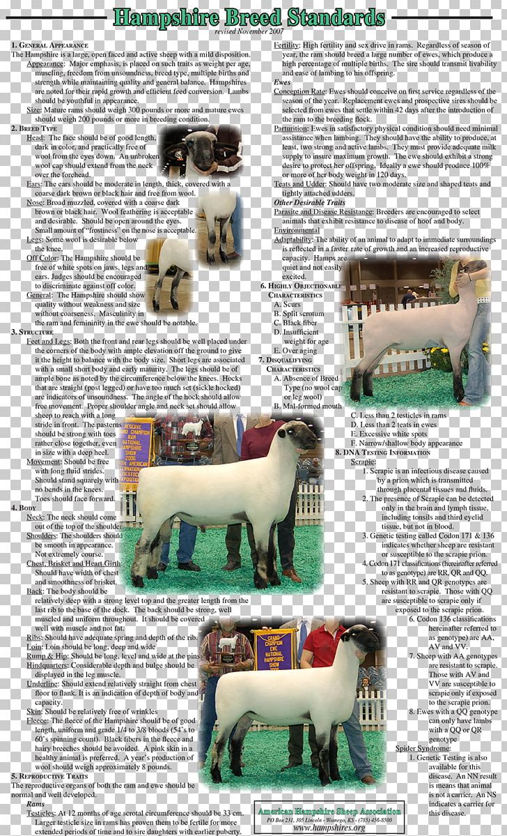 American Hampshire Sheep Association Cattle Breed PNG, Clipart, Agriculture, Breed, Furniture, Hampshire, Hampshire Sheep Free PNG Download