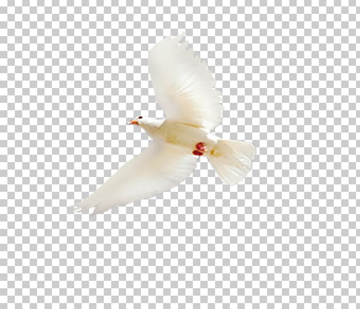 Bird White Columba PNG, Clipart, Background White, Beak, Bird, Birds, Black White Free PNG Download