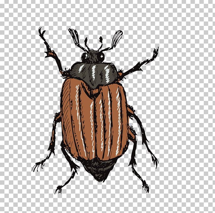 Drawing Stock Photography Illustration PNG, Clipart, Animals, Arthropod, Beetle, Beetle Car Vintage, Beetle Frame Free PNG Download