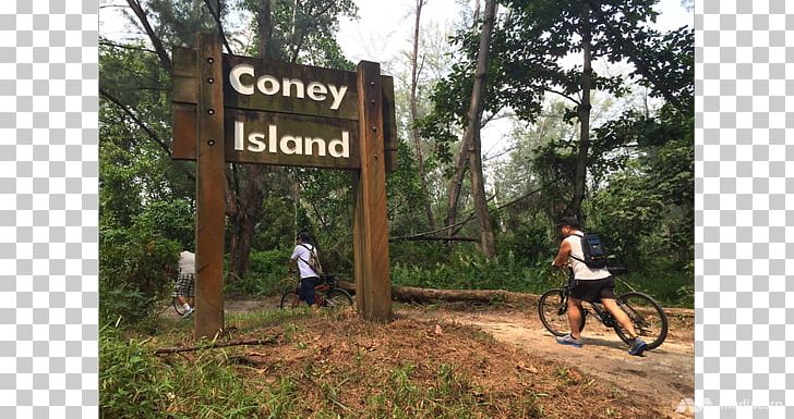 Gardens By The Bay Nature Reserve MacRitchie Reservoir Lower Seletar Reservoir Nature Park PNG, Clipart, Bicycle, Cycling, Forest, Freeride, Garden Free PNG Download