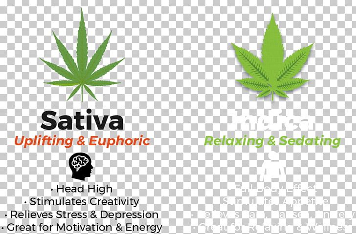 Cannabis Sativa Marijuana Hemp Erbachay Health Centers Logo PNG, Clipart, Aloe, Brand, Canada, Cannabis, Cannabis Sativa Free PNG Download