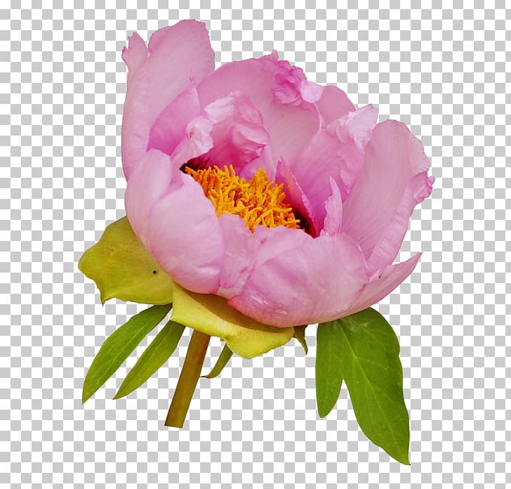 Moutan Peony Pink Flowers Portable Network Graphics PNG, Clipart, Annual Plant, China Rose, Cut Flowers, Desktop Wallpaper, Floristry Free PNG Download