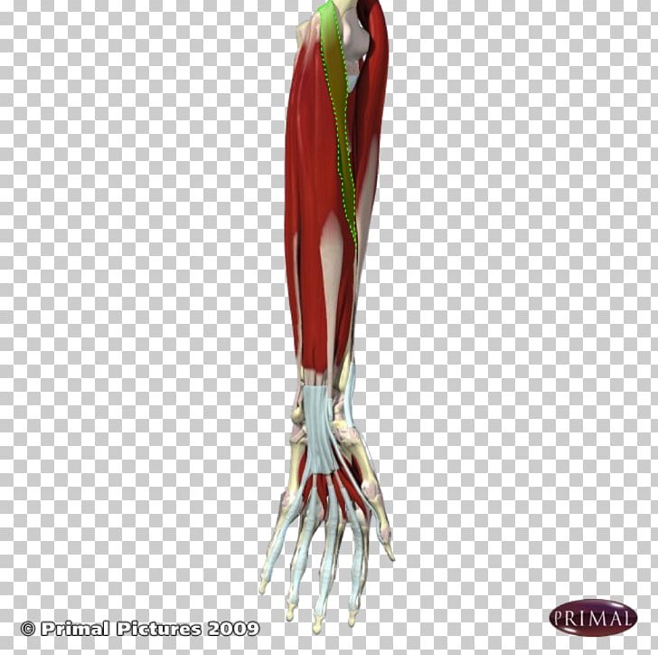 Shoulder H&M PNG, Clipart, Anconeus Muscle, Arm, Hand, Joint, Others Free PNG Download