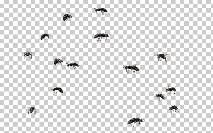 Insect Bee Asian Giant Hornet Swarming Bald-faced Hornet PNG, Clipart, Africanized Bee, Animal Migration, Animals, Asian Giant Hornet, Asian Hornet Free PNG Download
