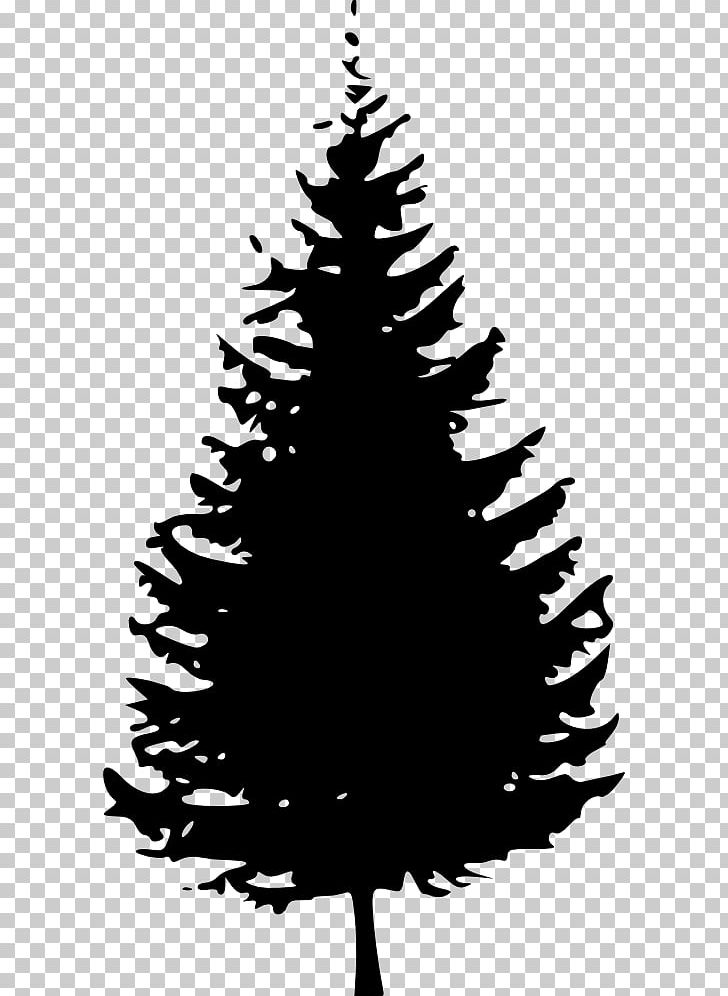 Pine Tree Fir PNG, Clipart, Black And White, Blue Spruce, Branch, Cedar, Christmas Decoration Free PNG Download