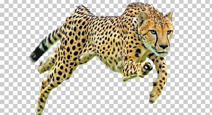 Cheetah Conservation Fund Felidae Cat Drawing PNG, Clipart, Anatomy, Animal, Animal Figure, Animals, Big Cats Free PNG Download