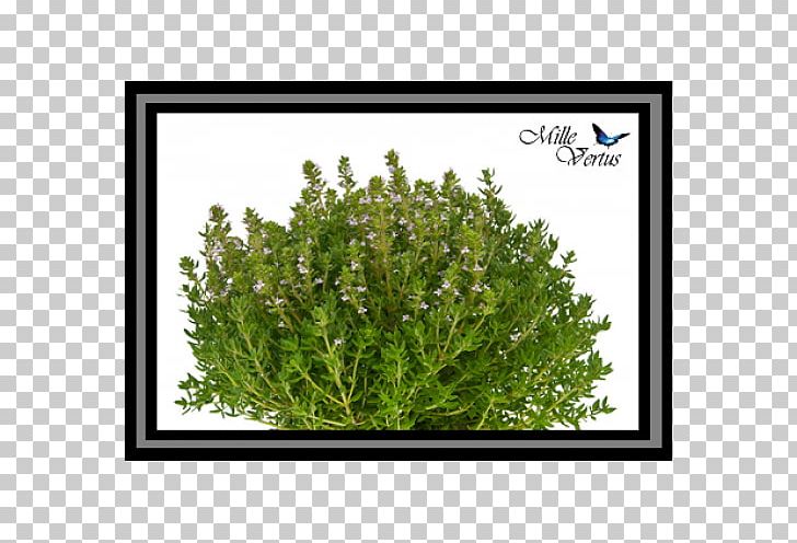 Thymes Nail Fines Herbes Rosemary PNG, Clipart, Art, Basil, Dill, Fines Herbes, Grass Free PNG Download