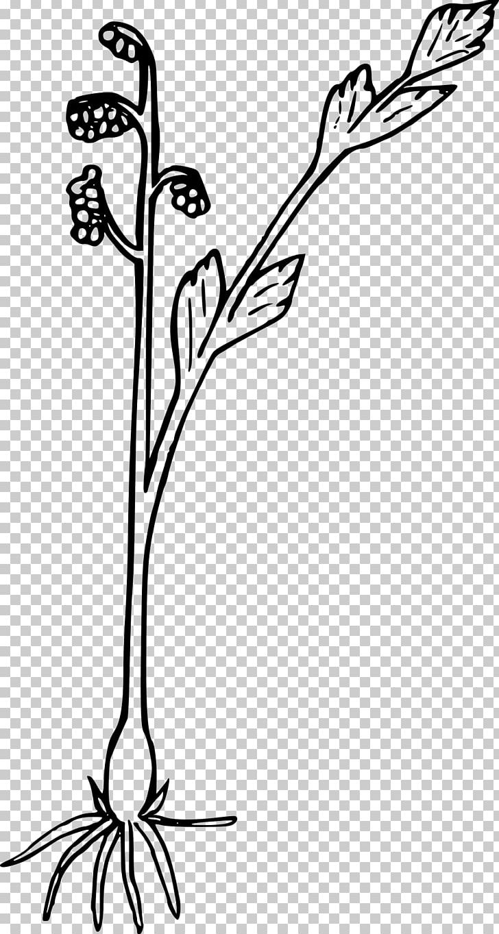 Wildflower Fern Plant PNG, Clipart, Black And White, Branch, Bud, Drawing, Fern Free PNG Download