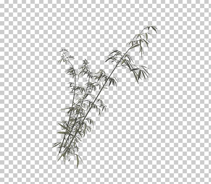 Bamboo Green PNG, Clipart, Angle, Background Green, Bamboo, Black And White, Branch Free PNG Download