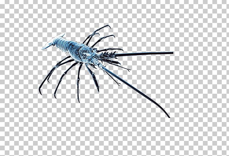 Caridea Shrimp PNG, Clipart, Animals, Aquatic, Aquatic Products, Arthropod, Blue Free PNG Download