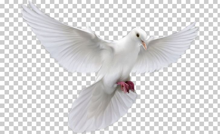 Holy Spirit Encapsulated PostScript TIFF PNG, Clipart, Beak, Bird, Comparazione Di File Grafici, Encapsulated Postscript, Feather Free PNG Download