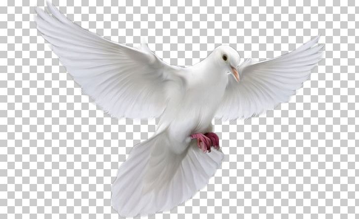 Holy Spirit Encapsulated PostScript TIFF PNG, Clipart, Beak, Bird ...