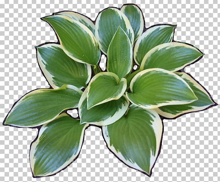 Plantain Lilies PNG, Clipart, Agave, Computer Servers, Data, Desktop Wallpaper, Food Drinks Free PNG Download