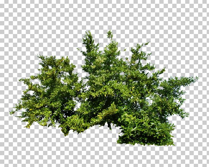 Portable Network Graphics Shrub Transparency Plants PNG, Clipart, Architectural Rendering, Branch, Conifer, Evergreen, Fir Free PNG Download