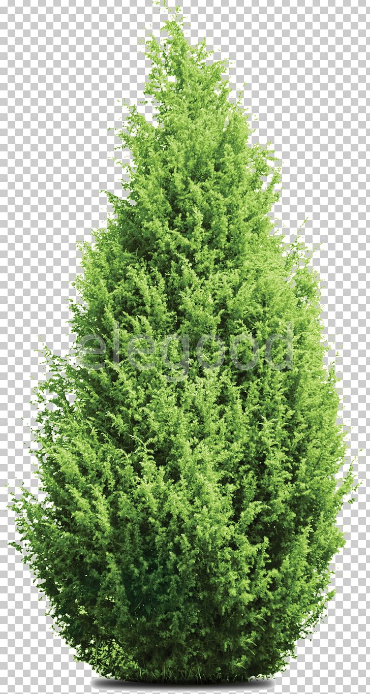 Garden Pine Tree Buckeyes PNG, Clipart, Biome, Celebrities, Chris Pine, Christmas Tree, Conifer Free PNG Download