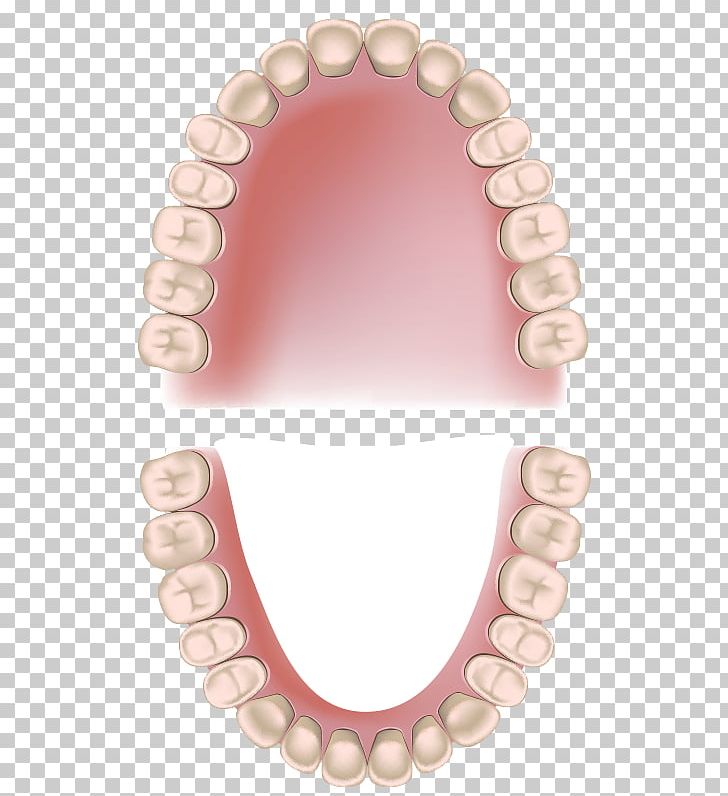 Permanent Teeth Deciduous Teeth Dentistry Periodontitis Child PNG, Clipart, Adult, Analysis Icon, Bleeding, Bleeding, Business Analysis Free PNG Download
