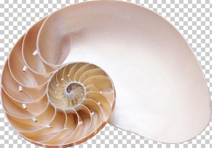 Seashell PNG, Clipart, Seashell Free PNG Download
