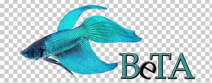 Siamese Fighting Fish Butterfly Tail Butterfly Koi Veiltail PNG, Clipart, Animal, Aqua, Aquarium, Aquariums, Beta Fish Free PNG Download