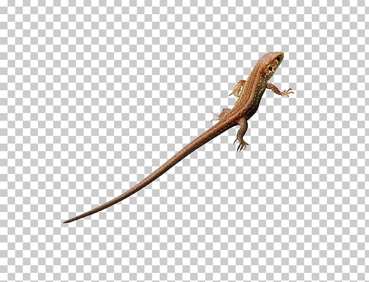 Agamas Lizard Brown Anole Green Anole PNG, Clipart, Agama, Agamas, Agamidae, Animal, Animal Figure Free PNG Download