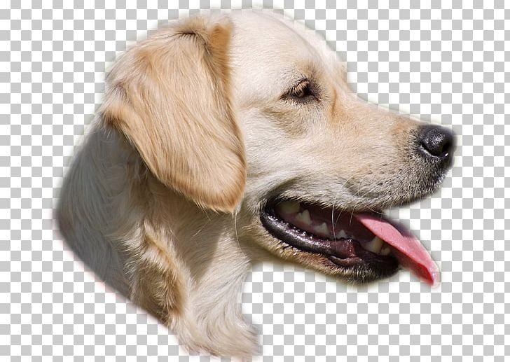 Golden Retriever Puppy Dog Breed Companion Dog PNG, Clipart, Animals, Breed, Carnivoran, Companion Dog, Dog Free PNG Download