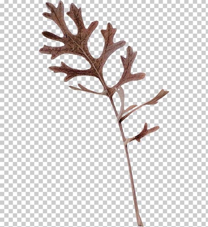 Twig Plant Stem Leaf Antler PNG, Clipart, Antler, Branch, Element, Leaf, Plant Free PNG Download