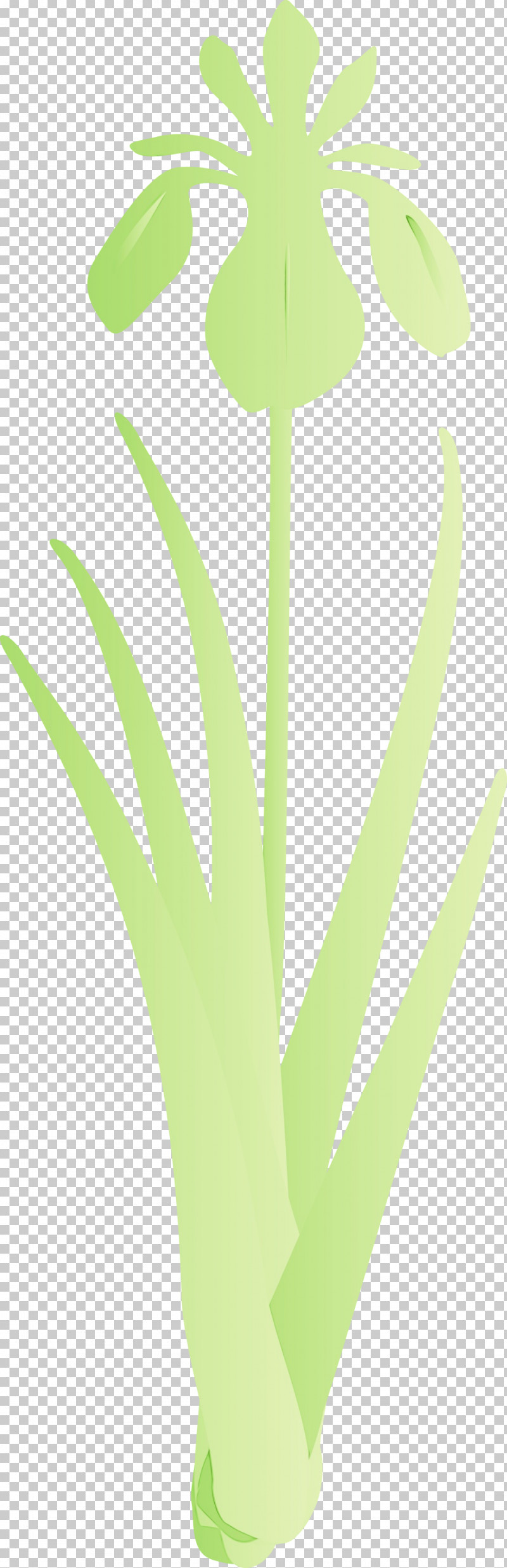 Green Leaf Plant Flower Grass PNG, Clipart, Flower, Grass, Green, Iris Flower, Leaf Free PNG Download
