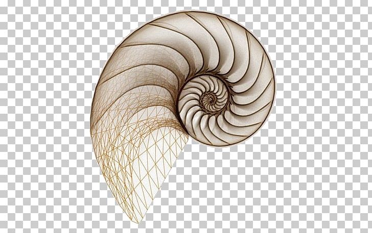 Drawing Spiral Seashell Snail Chambered Nautilus PNG, Clipart, Animals, Art, Cephalopod, Chambered Nautilus, Drawing Free PNG Download