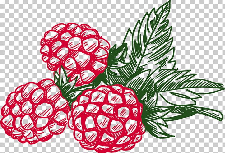 Blackberry Raspberry Open PNG, Clipart, Berry, Blackberry, Black Raspberry, Blueberry, Bramble Free PNG Download