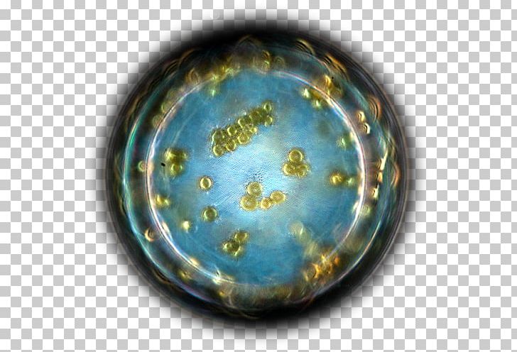 Plankton Organism Biologist Bioluminescence Diatom PNG, Clipart, 4 Us, Av 4, Av 4 Us, Biologist, Bioluminescence Free PNG Download