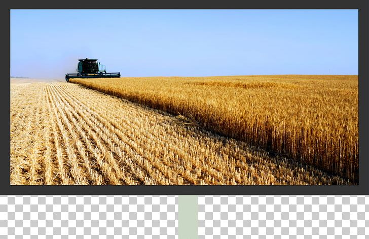Agriculture Farm Agricultural Land Land Use Field PNG, Clipart, Agricultural Machinery, Barley, Cereal, Commodity, Crop Free PNG Download