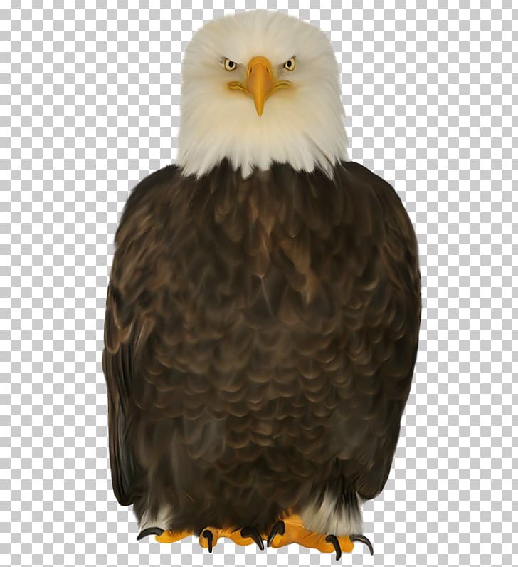 Bald Eagle Bird Of Prey PNG, Clipart, Accipiter, Accipitriformes, Age, Albom, Animals Free PNG Download