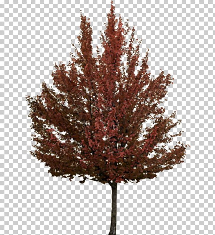 Twig Tree Autumn Japanese Maple PNG, Clipart, Agac, Agac Resimleri, Autumn, Autumn Leaf Color, Beech Free PNG Download