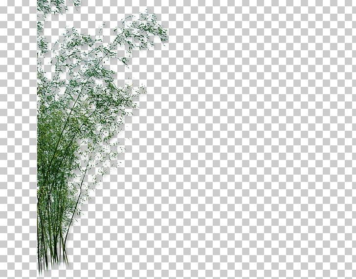 Bamboo Green Garden Yard PNG, Clipart, Angle, Bamboo Border, Bamboo Frame, Bamboo Leaf, Bamboo Leaves Free PNG Download