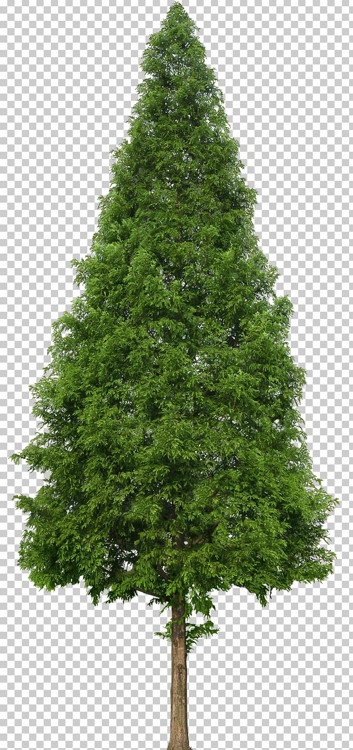 Evergreen Tree Douglas Fir PNG, Clipart, Biome, Branch, Christmas Decoration, Christmas Tree, Conifer Free PNG Download