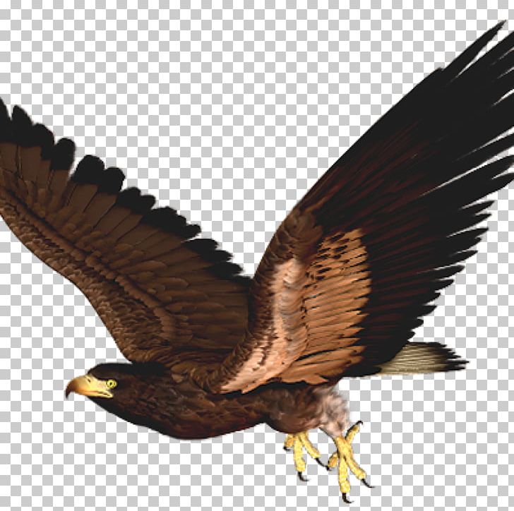Hawk Bird Eagle PNG, Clipart,  Free PNG Download