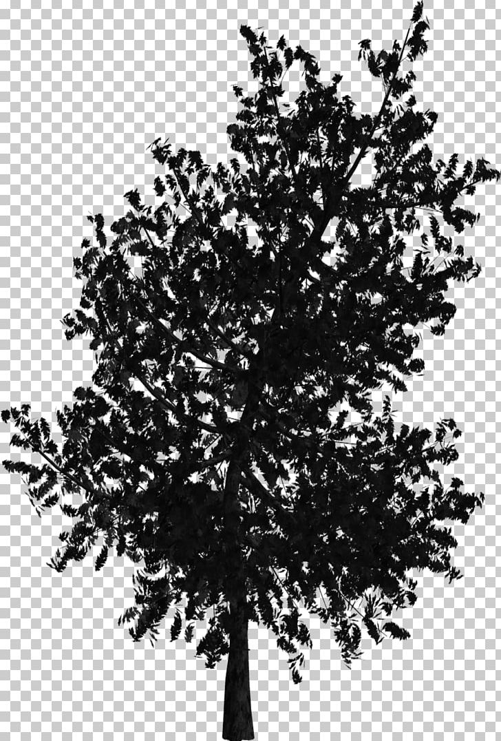 Tree Woody Plant Branch Oak PNG, Clipart, Black And White, Branch, Brush, Brushes, Graphic Design Free PNG Download