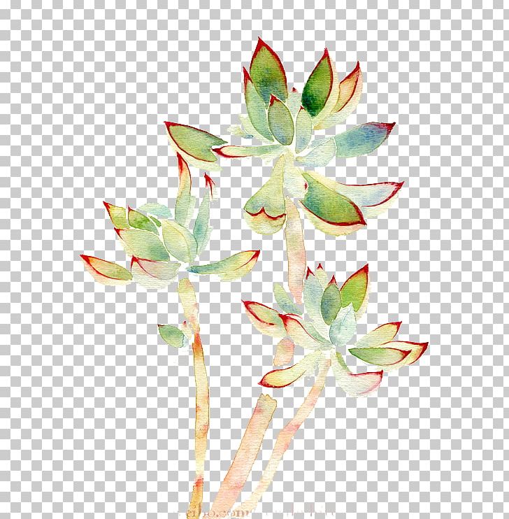 Watercolor Painting Succulent Plant PNG, Clipart, Branch, Designer, Download, Flora, Floral Design Free PNG Download