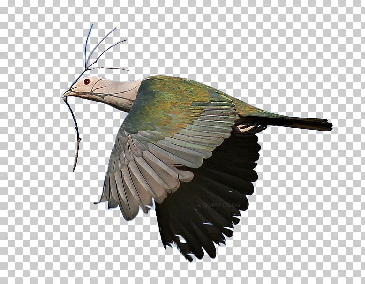 Beak Bird Green Imperial Pigeon Kingfisher PNG, Clipart, Animal, Animals, Beak, Bird, Buzzard Free PNG Download