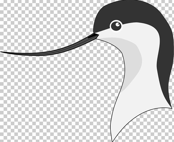 Pied Avocet Beak Penguin Bird PNG, Clipart, Adaptation, Animals, Avocet, Beak, Bird Free PNG Download