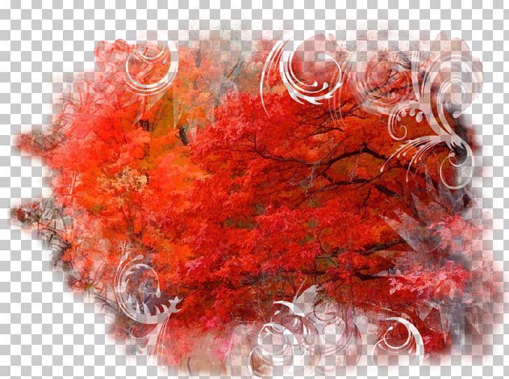 Red Collage Flower PNG, Clipart, Autumn, Collage, Computer Wallpaper, Desktop Wallpaper, Flower Free PNG Download