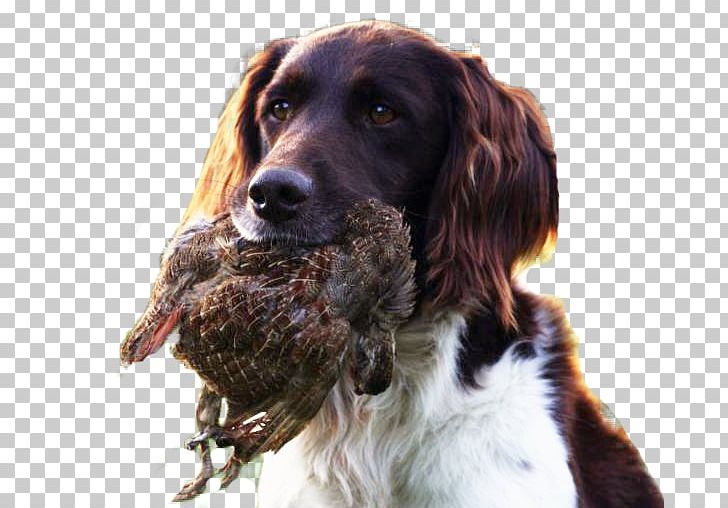 Drentse Patrijshond French Spaniel Field Spaniel English Springer Spaniel Small Münsterländer PNG, Clipart, Boykin Spaniel, Clos, Companion Dog, Dog, Dog Breed Free PNG Download