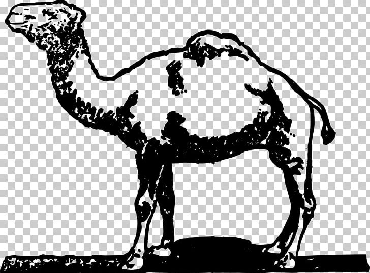 Dromedary Horse Bactrian Camel PNG, Clipart, Animal, Animals, Arabian Camel, Bactrian Camel, Black And White Free PNG Download