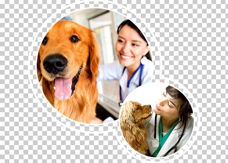 Golden Retriever Puppy Dog Breed Veterinary Medicine Companion Dog PNG, Clipart, Animal, Animals, Carnivoran, Clinica, Companion Dog Free PNG Download