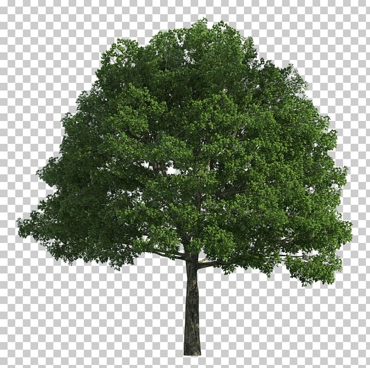 Tree PNG, Clipart, 3d Computer Graphics, Branch, Desktop Wallpaper, Giant, Giant Trees Free PNG Download