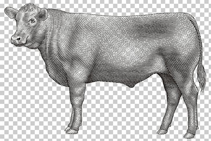Dairy Cattle Angus Cattle Calf Beef Zebu PNG, Clipart, Angus, Angus Cattle, Beef, Black And White, Bull Free PNG Download