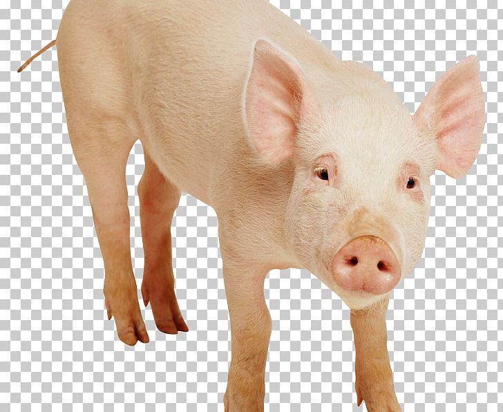 Domestic Pig PNG, Clipart, Desktop Wallpaper, Domestic Pig, Download, Fauna, Image File Formats Free PNG Download