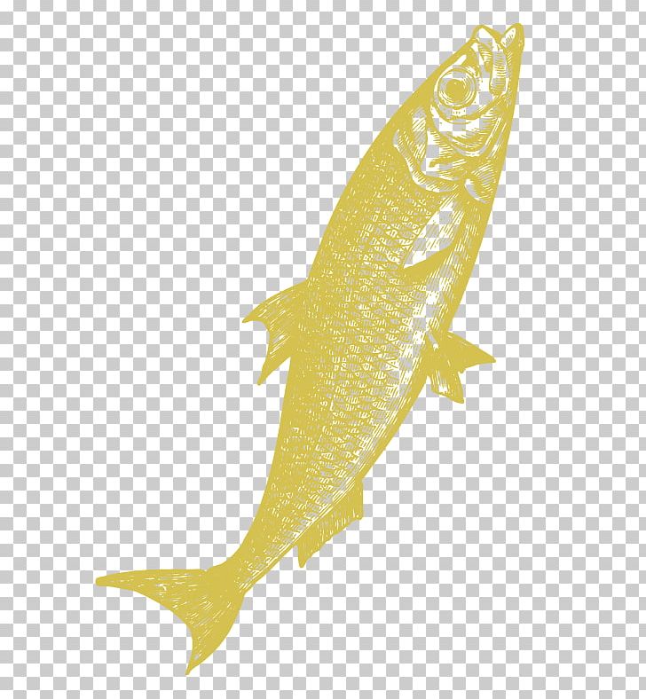Fish PNG, Clipart, Animals, Fin, Fish Free PNG Download